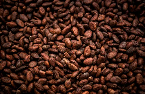 Fèves de cacao cru entières