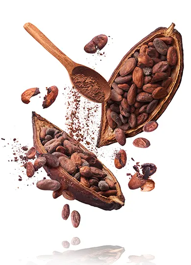 Histoire du cacao